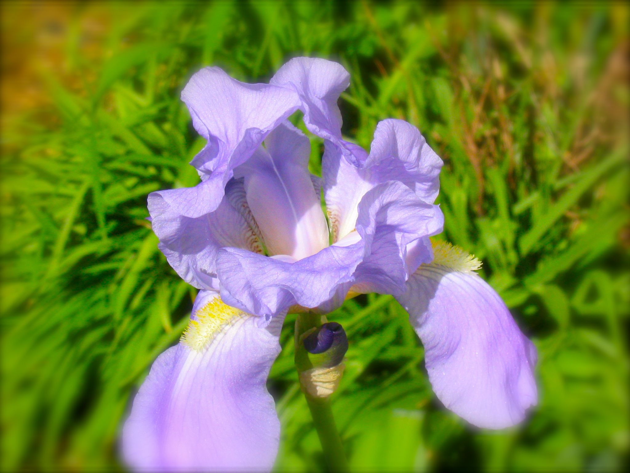 Iris picture_1