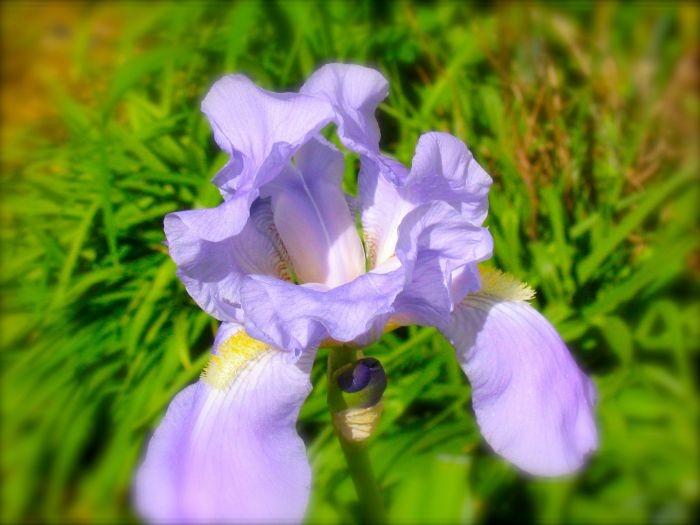 Iris picture_1